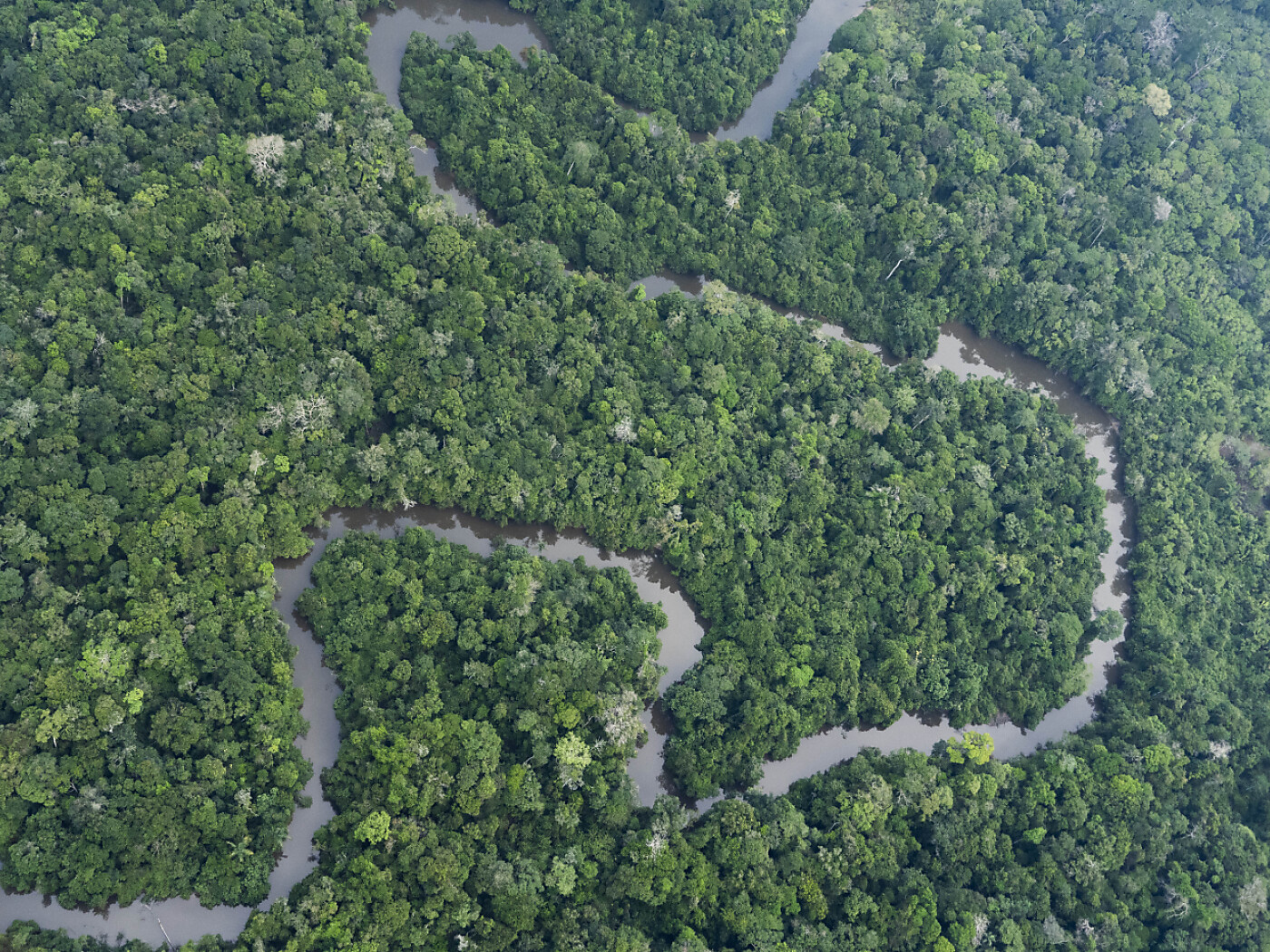 Trees can live for thousands of years