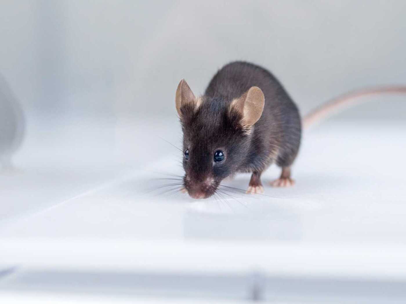 AI reduces the use of laboratory mice in research