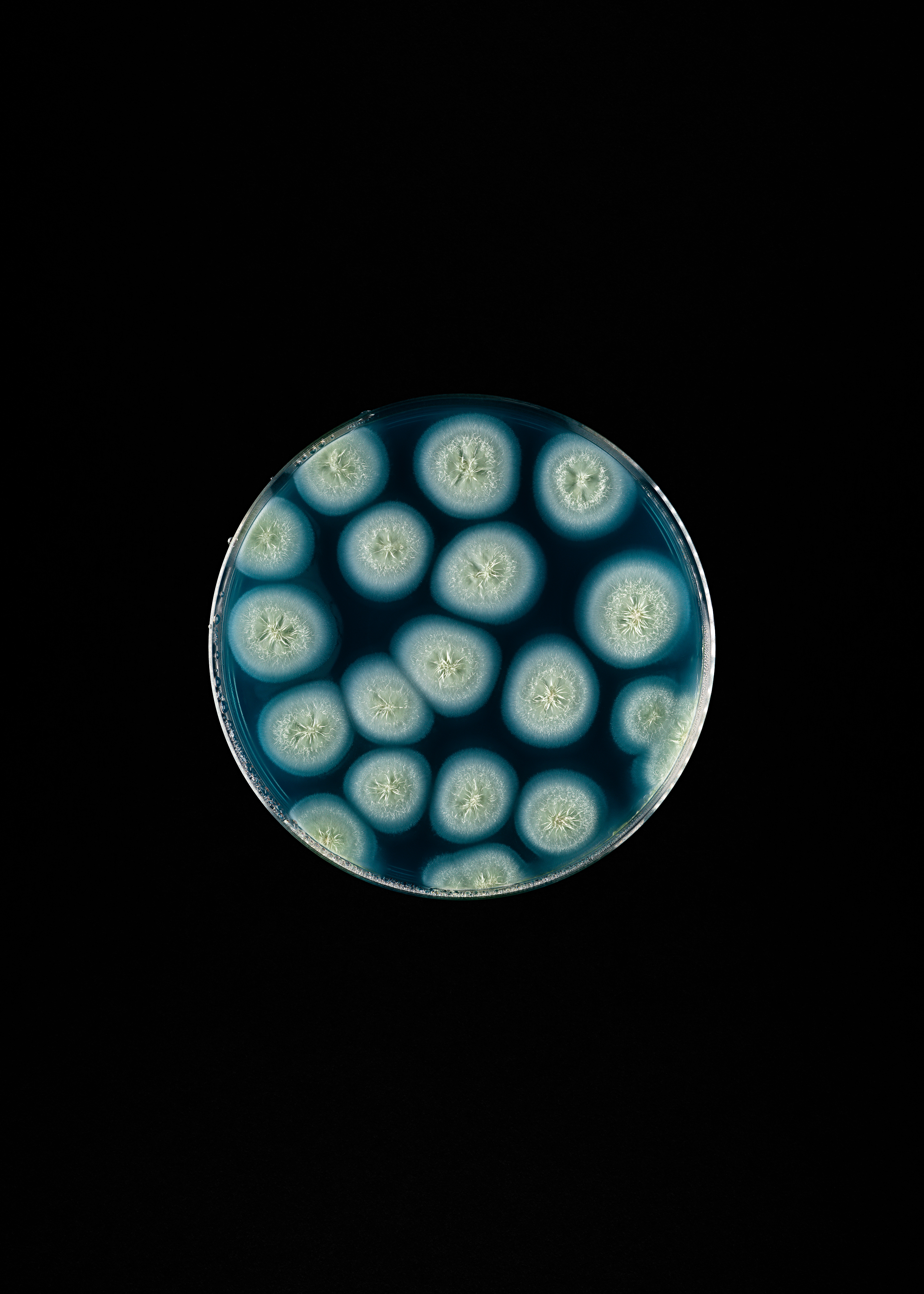 Bacteria of the genus Pseudogymnoascus are abundant in Alpine, Arctic and Antarctic regions. They may be able to degrade plastics such as polyester.