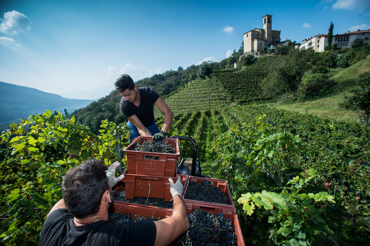 Lavoratori durante la vendemmia a Castelrotto.