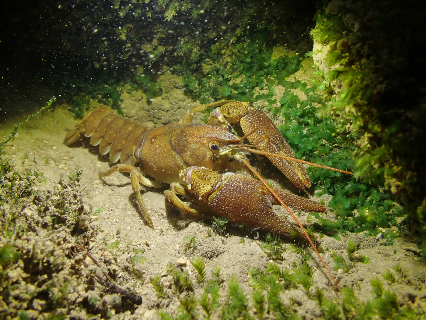 Reintroduction of white-clawed crayfish in Basel-Landschaft