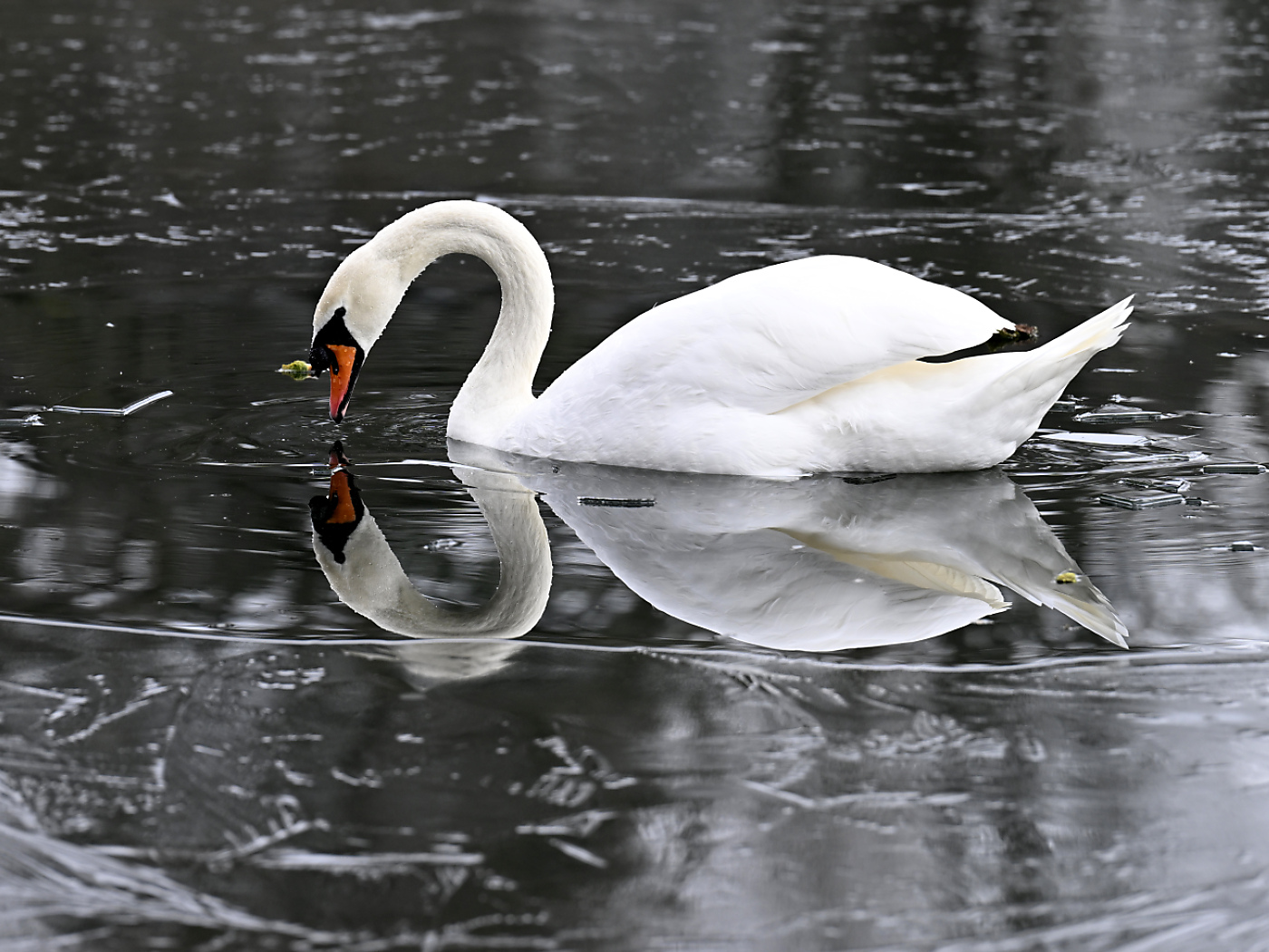 A swan infected with bird flu in the canton of Uri