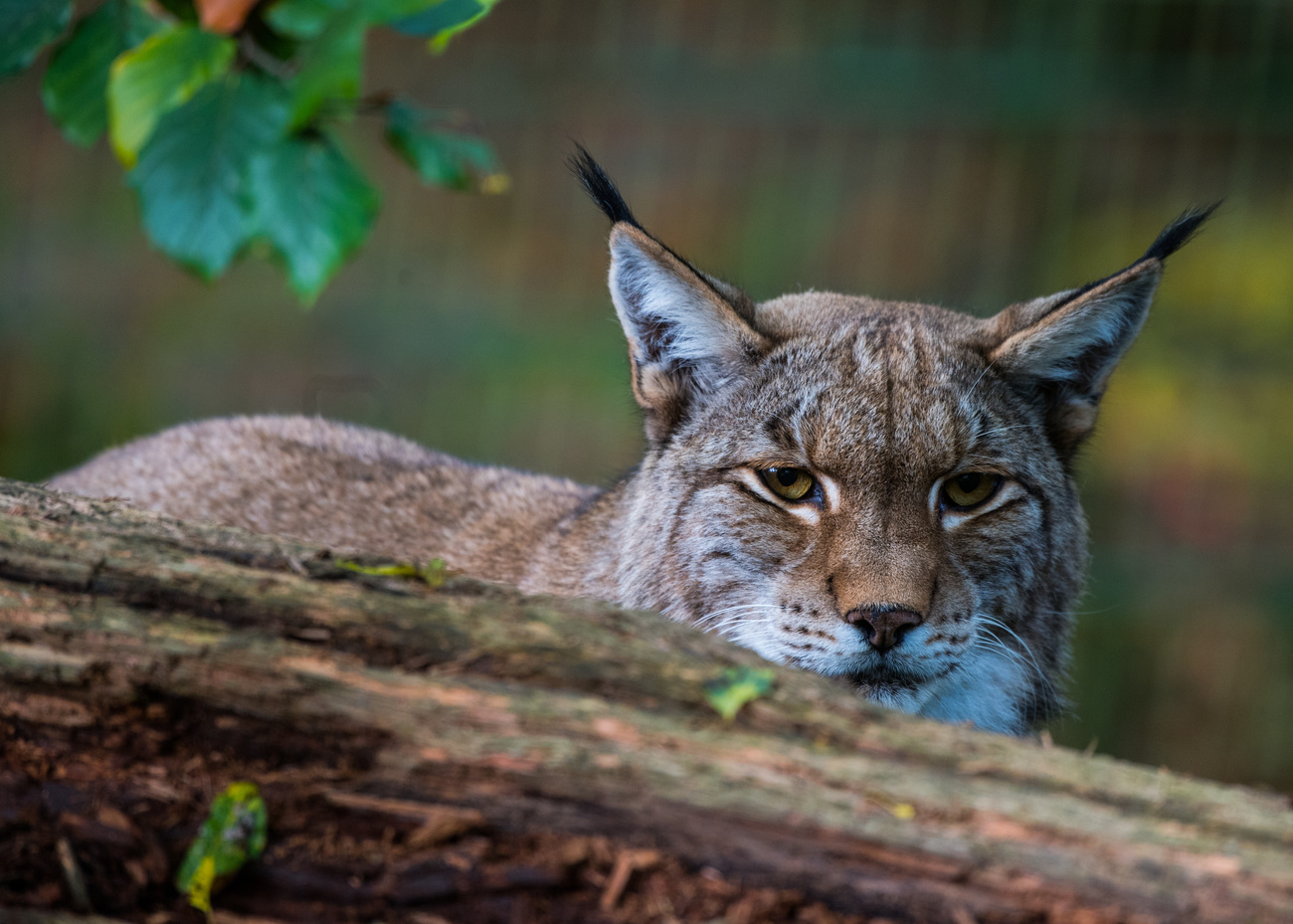 Lynx