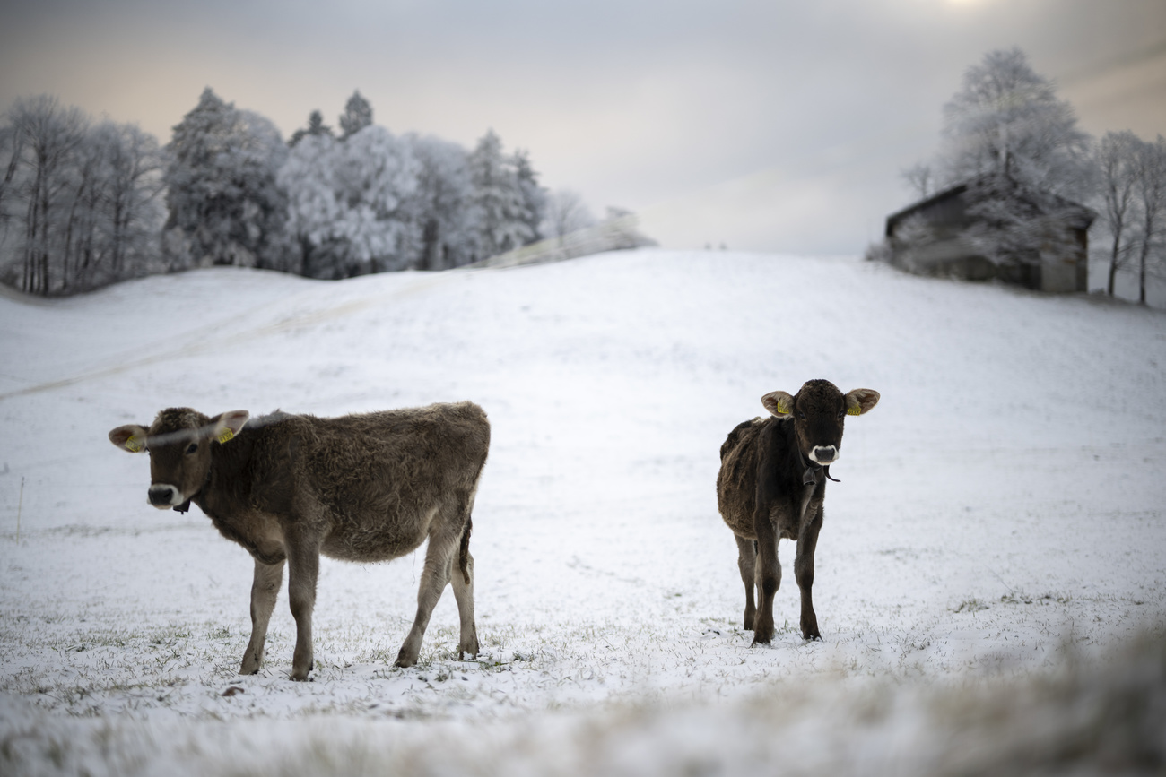 Cows stand in a meadow after the first snowfall on Thursday November 14, 2024, in St Margrethenberg, near Bad Ragaz in canton Graubünden.