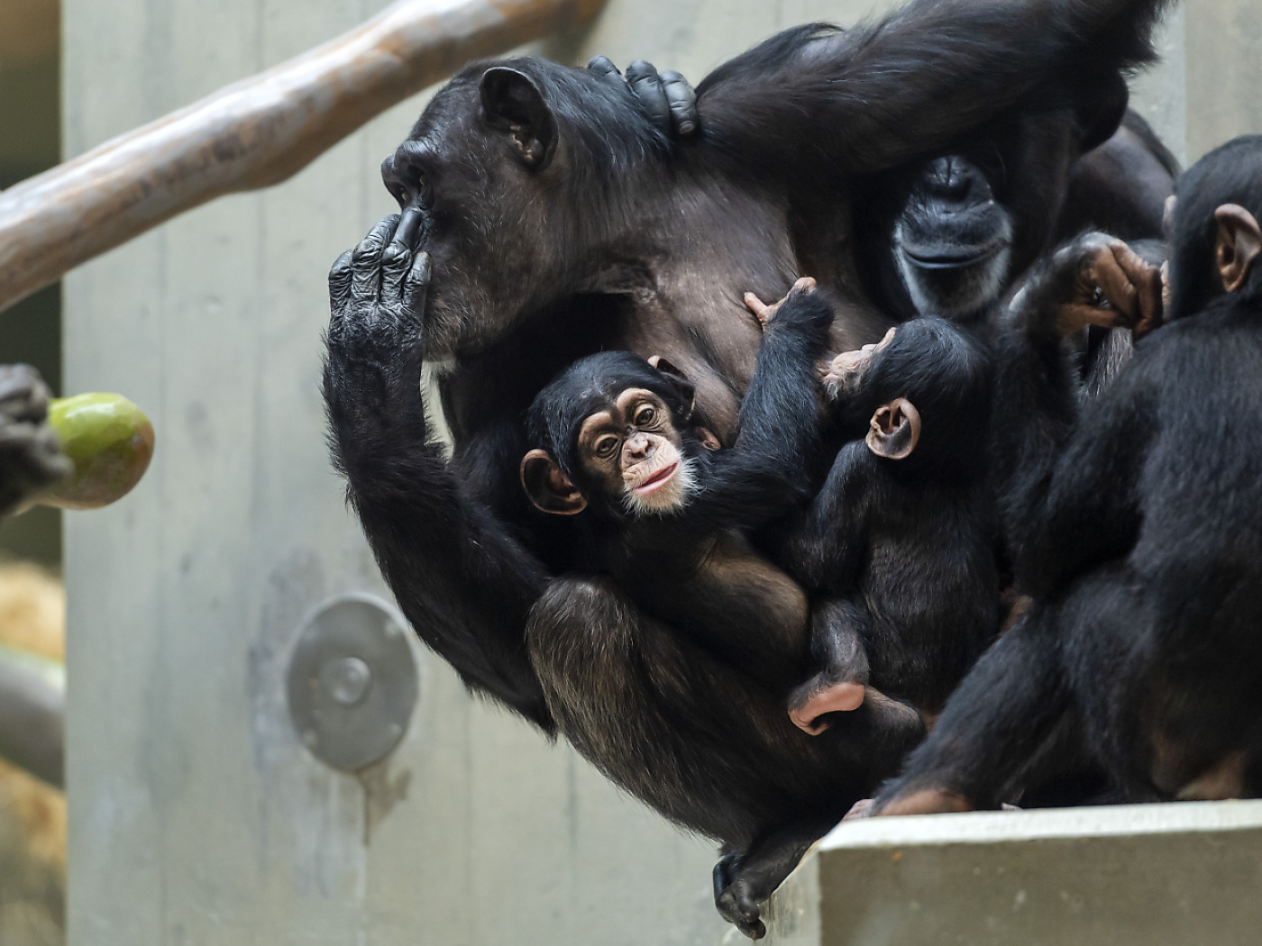 Behaviors of chimpanzees passed down through generations