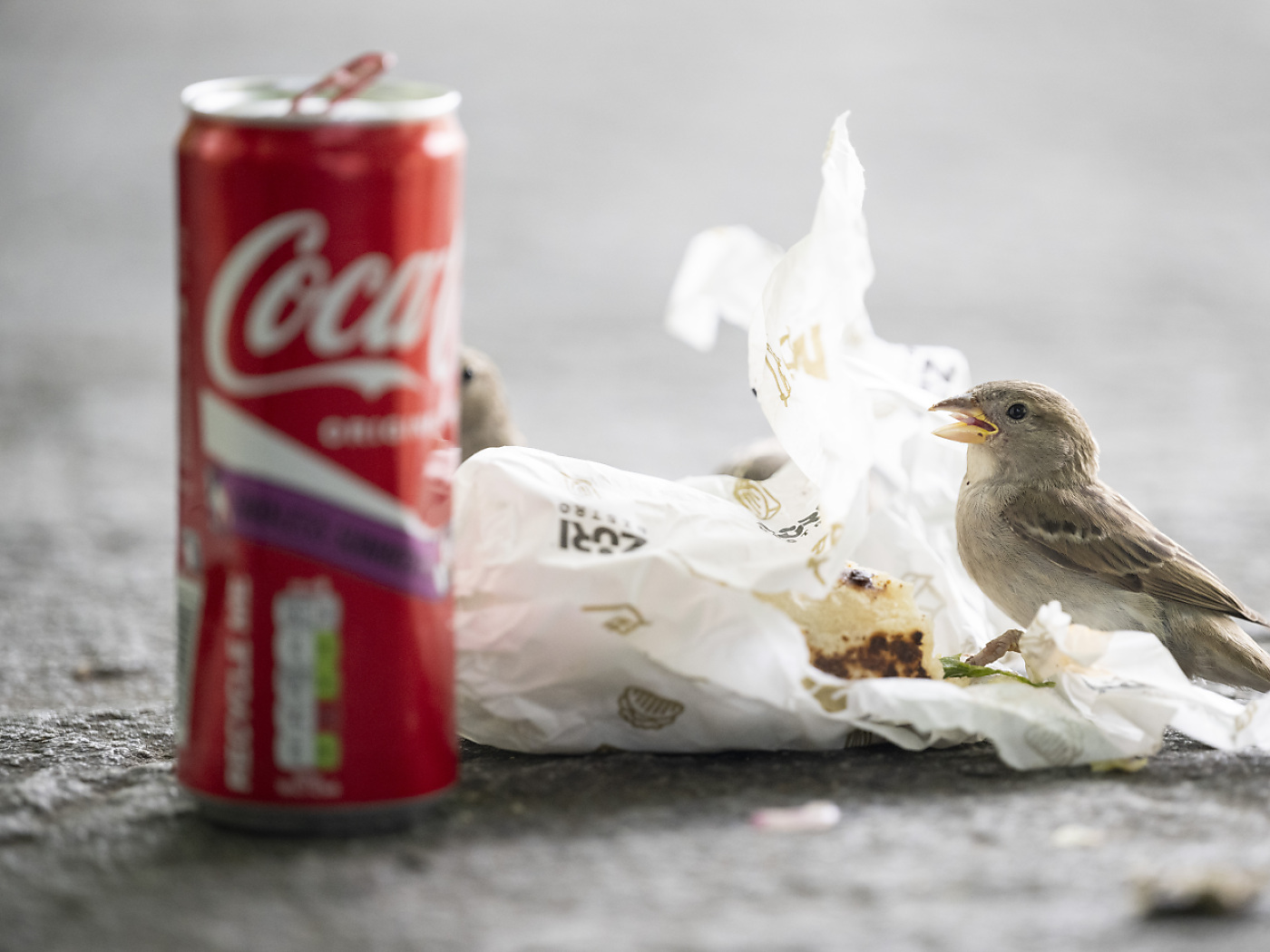 Littering continues to decrease in Switzerland according to survey