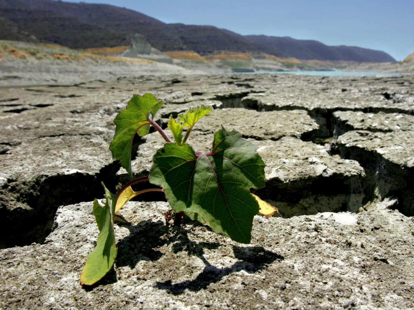 COP29: Swiss NGOs call for strong financial support