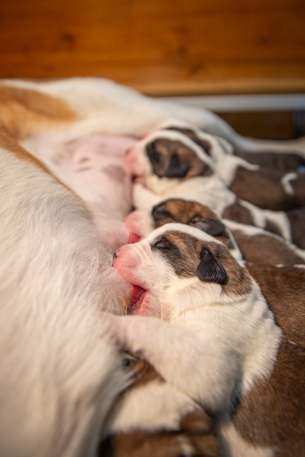 cuccioli di san bernardo allattati dalla mamma