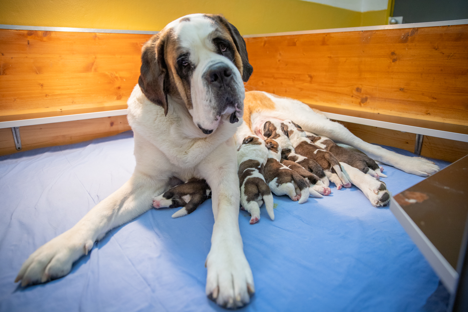 I sette cuccioli nati alla fondazione Barry.