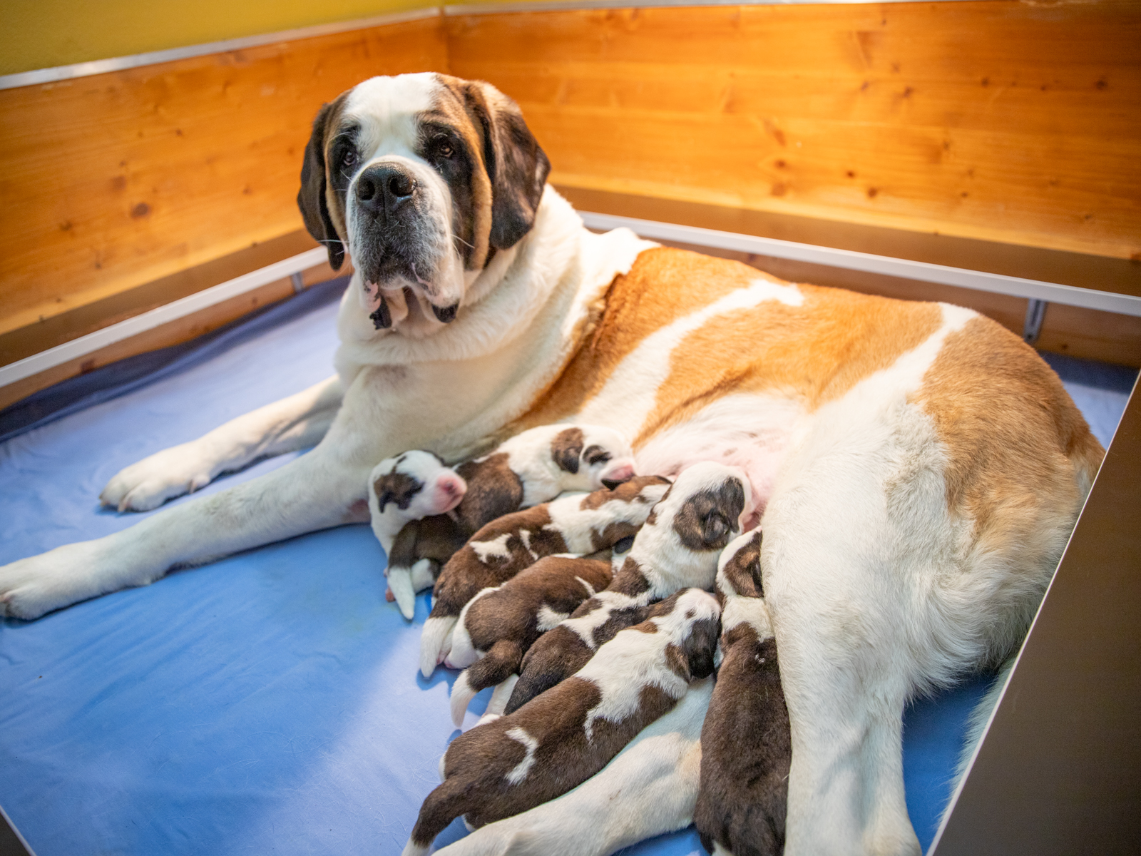 I sette cuccioli nati alla fondazione Barry.