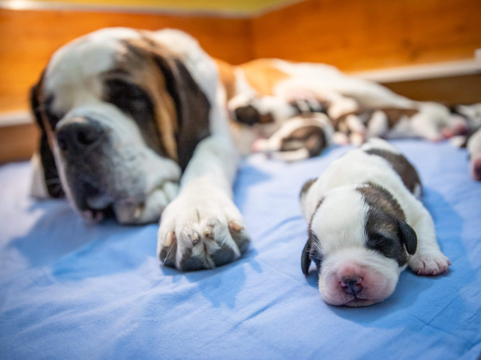 I sette cuccioli nati alla fondazione Barry.