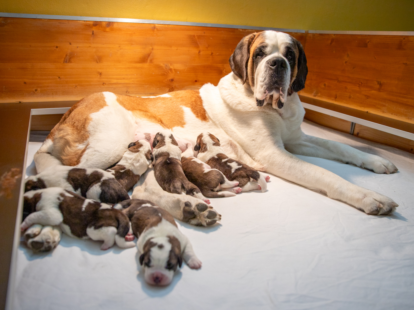 mamma san bernardo allatta sette cuccioli