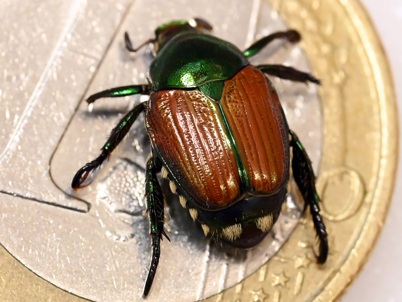 Valais fights against the spread of the Japanese beetle