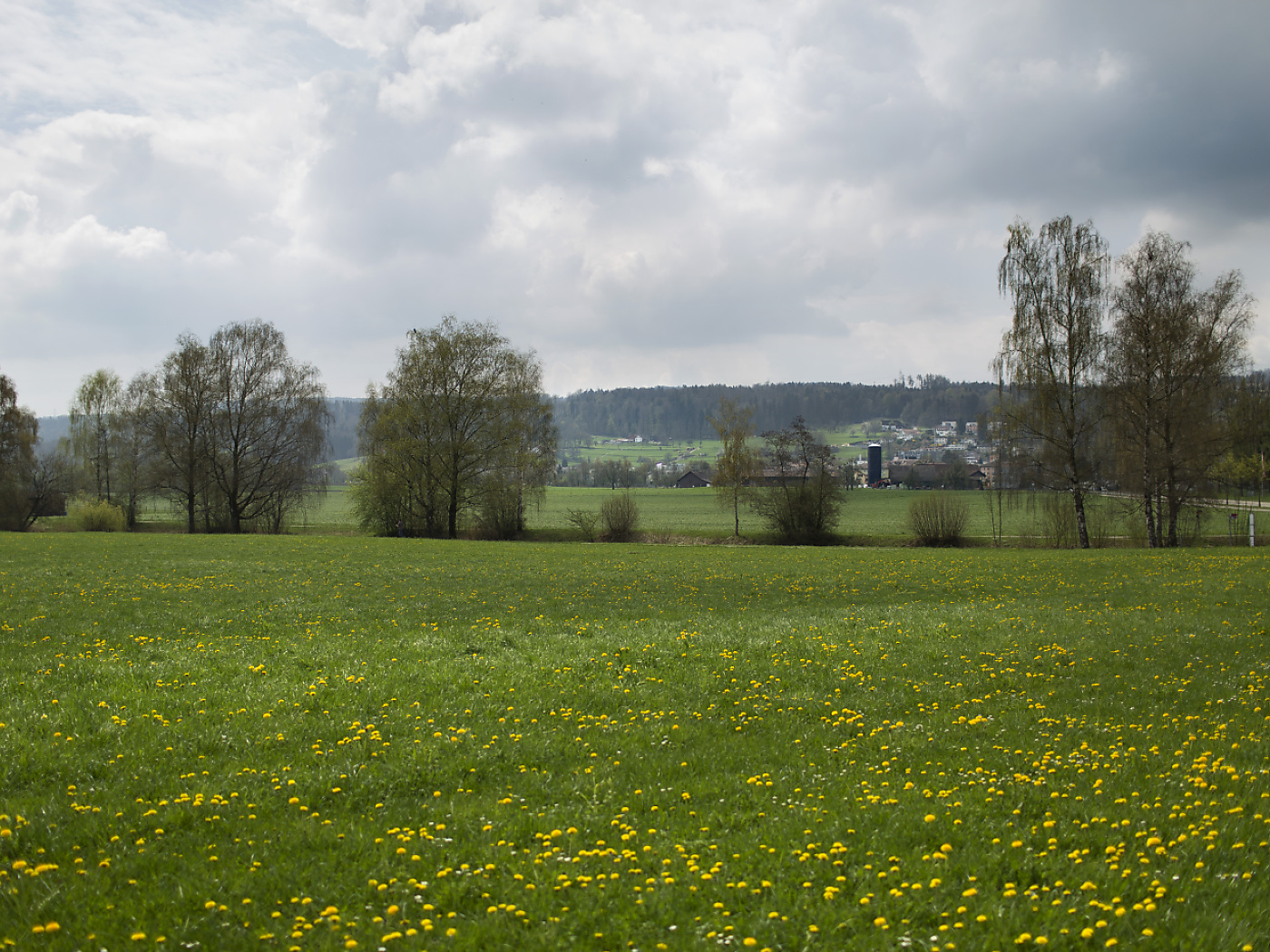 More heavy metal detected in Swiss grassland