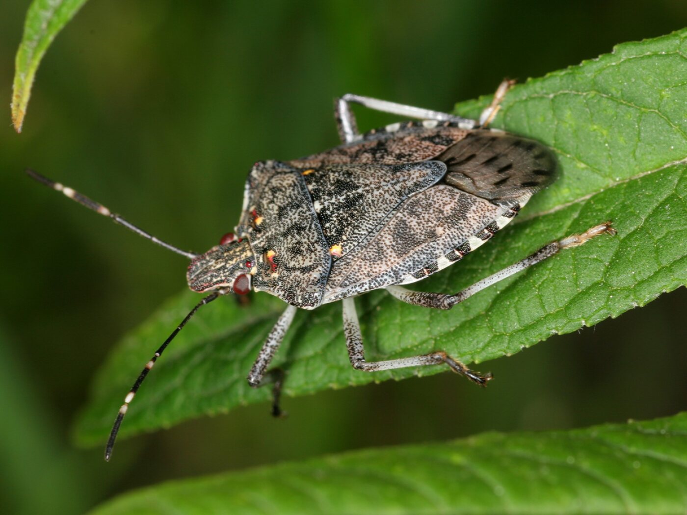 Alien plants promote the spread of invasive insects