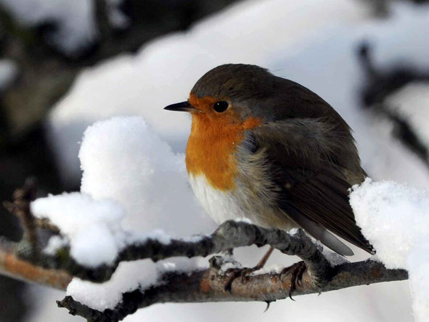 Robin named bird of the year 2025