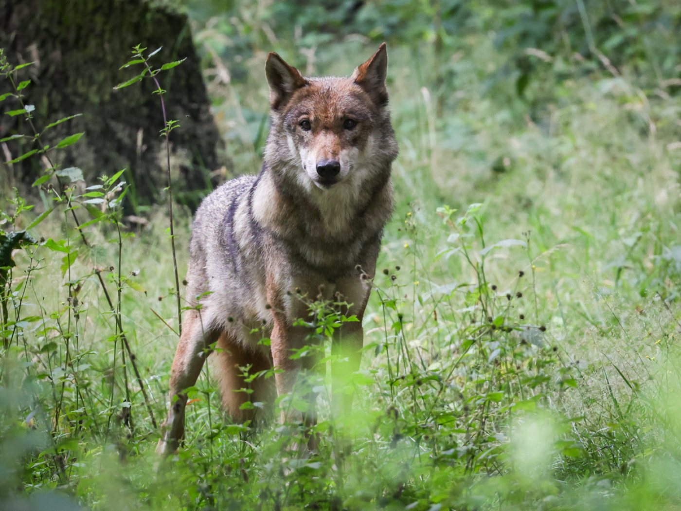 Fewer wolf attacks but more shooting authorizations