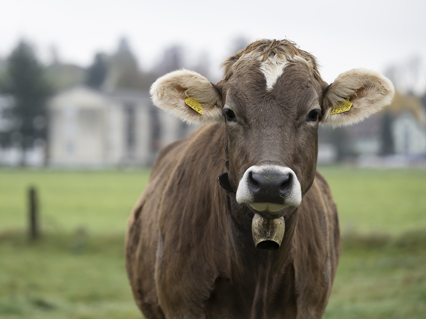 Dispute over night-time cowbell ringing occupies the courts