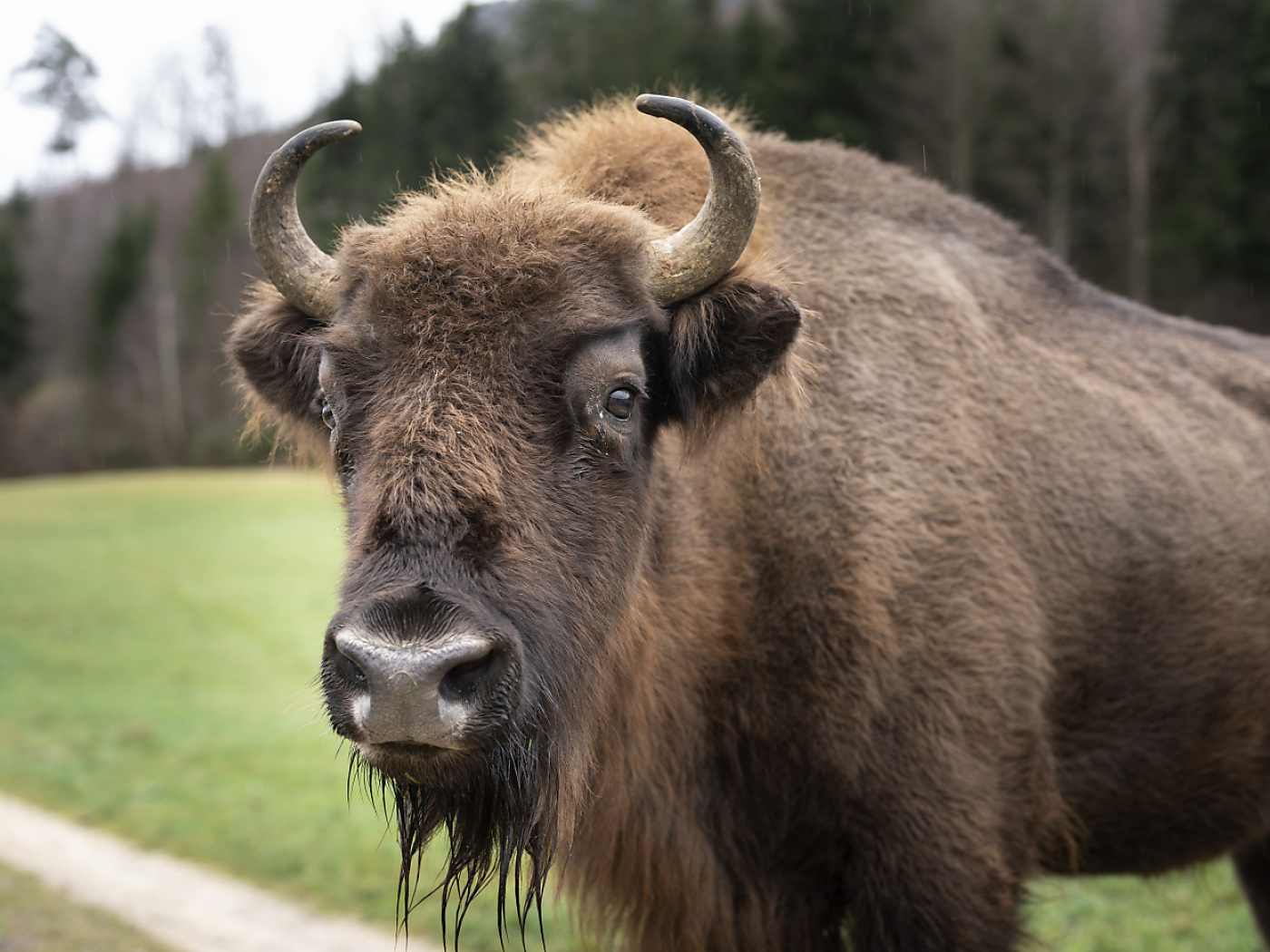 Animal epidemic hits breeding station for endangered bison in Suchy VD