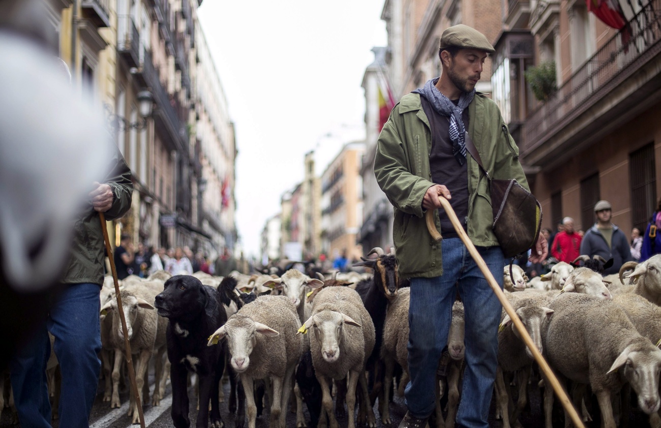 En Espagne, la transhumance traverse même des centres urbains, comme c'est ici le cas à Madrid.