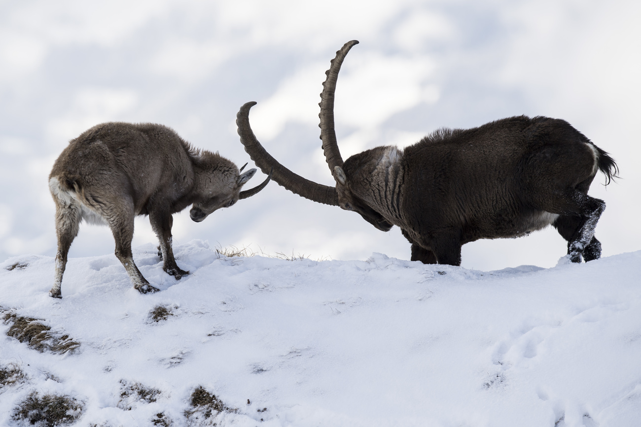 An Alpine Ibex Female, left, and an Alpine Ibex Male, right, are pictured at "Le Chamossaire" mountain