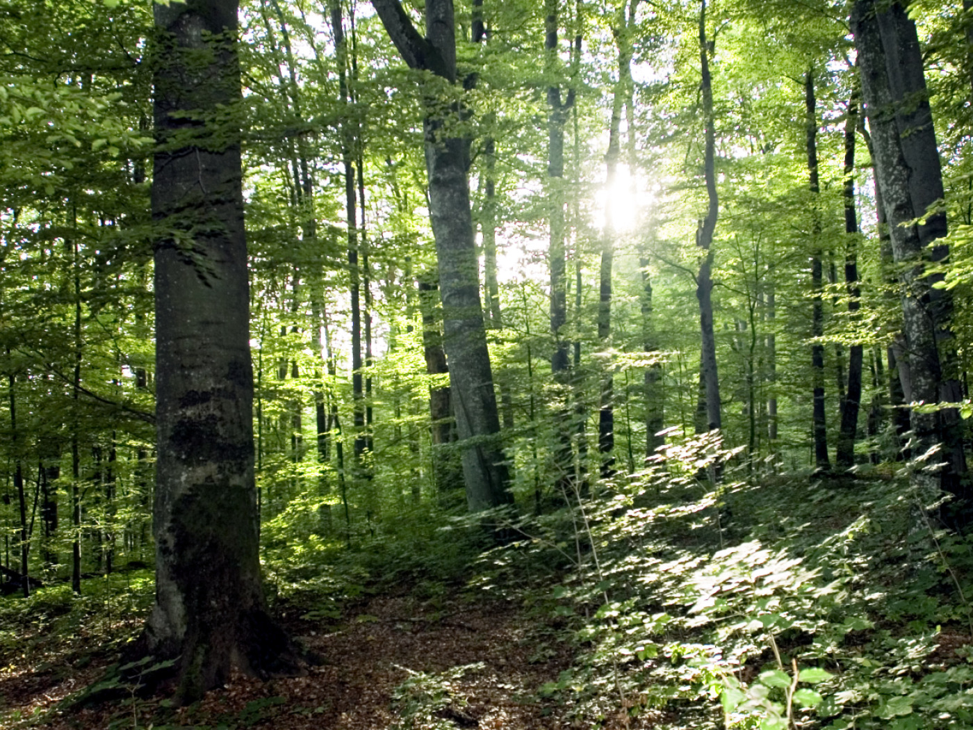 Warming will hit beech trees hard