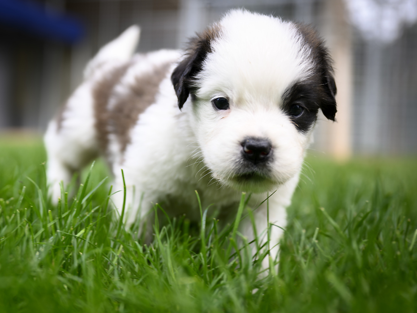 Professional import of young puppies banned