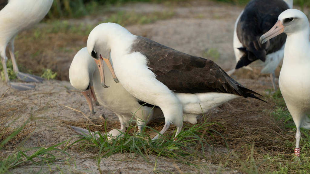 Puso un huevo a los 74 años: así es el albatros de Laysan más longevo del mundo