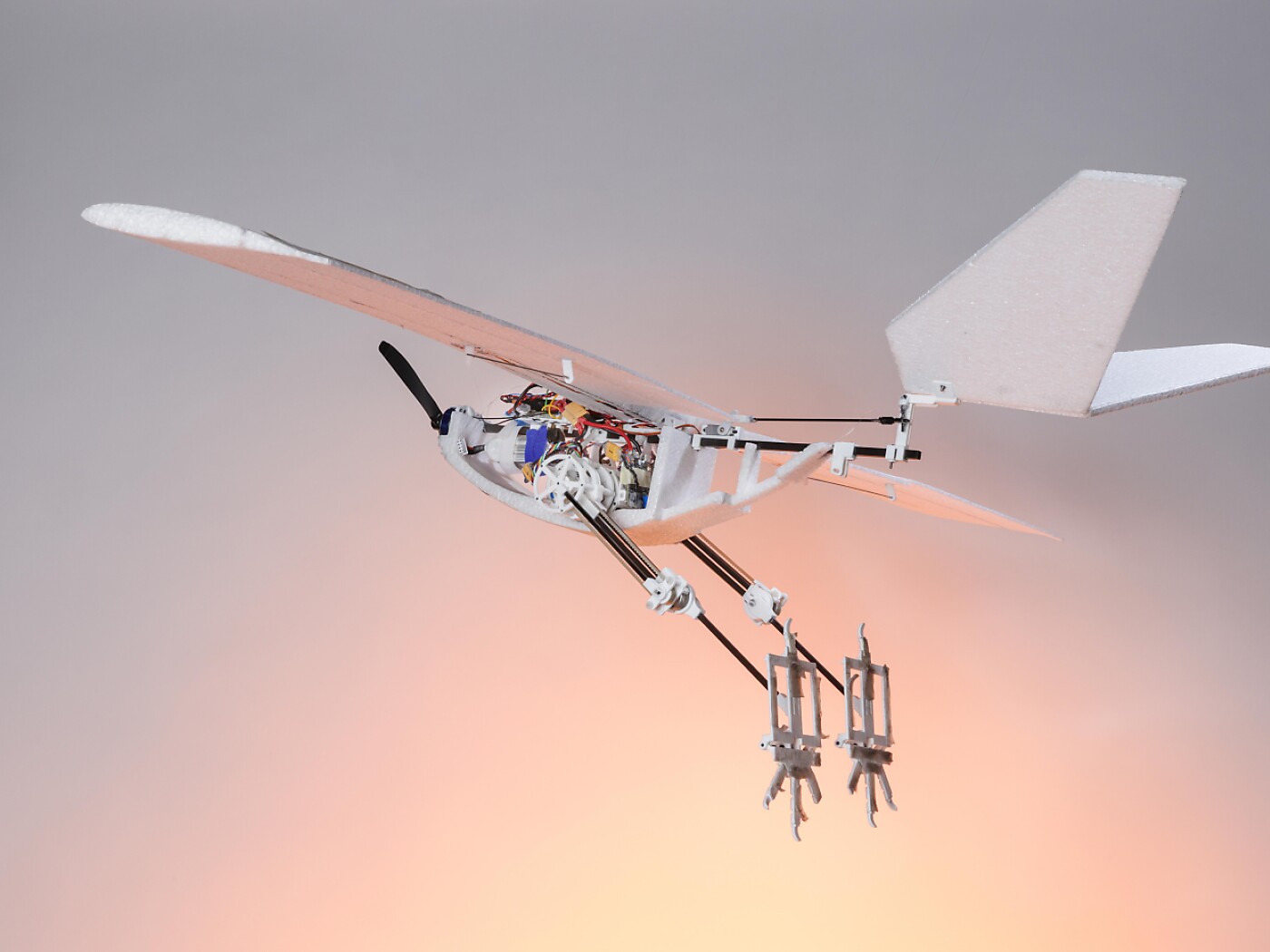 EPFL: a bird robot that jumps to take flight