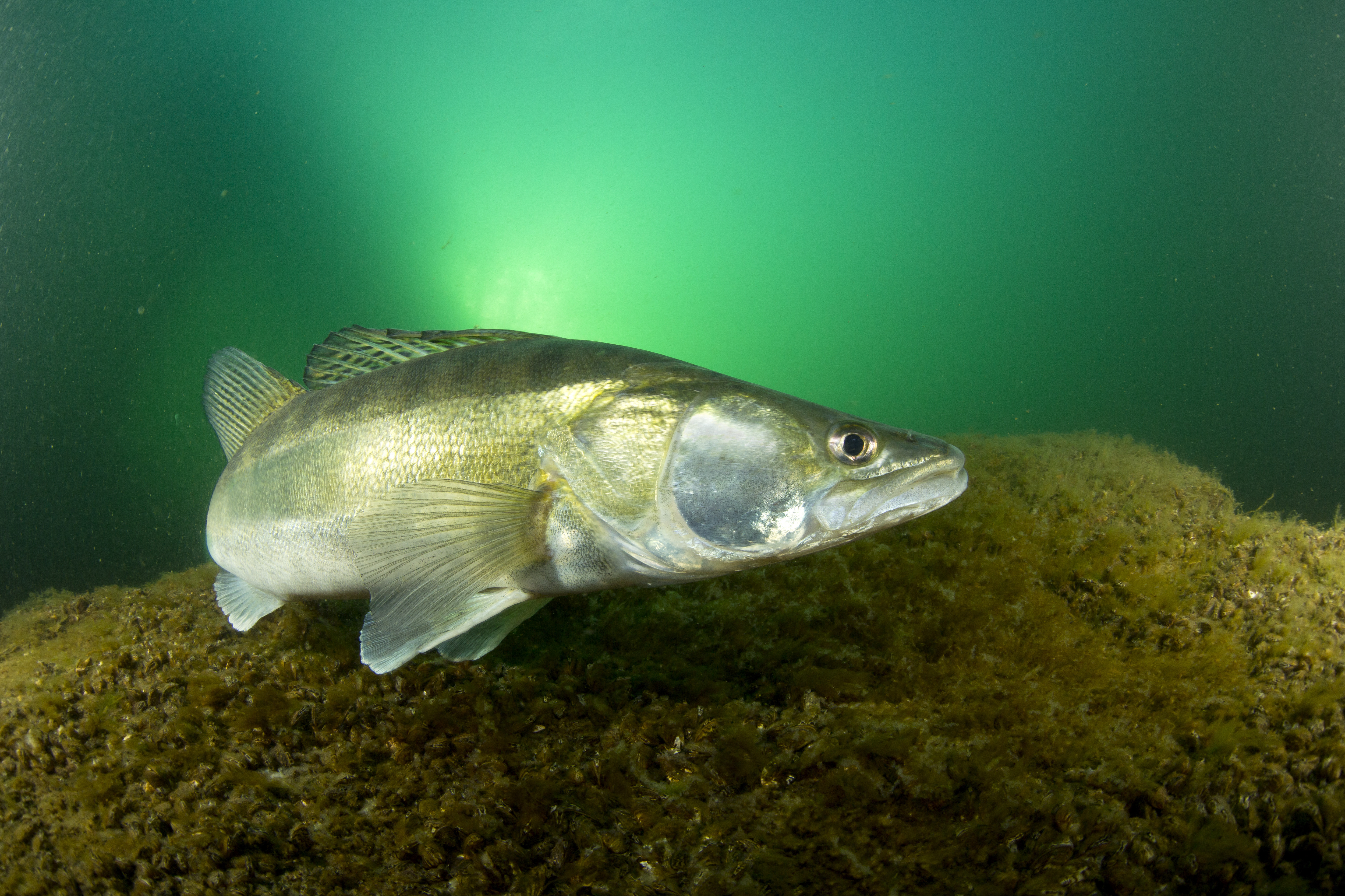 Male Zander or Pikeperch (Stizostedion lucioperca, Sander lucioperca) defending nest. Lake di Lugano or Ceresio, Ticino, Switzerland