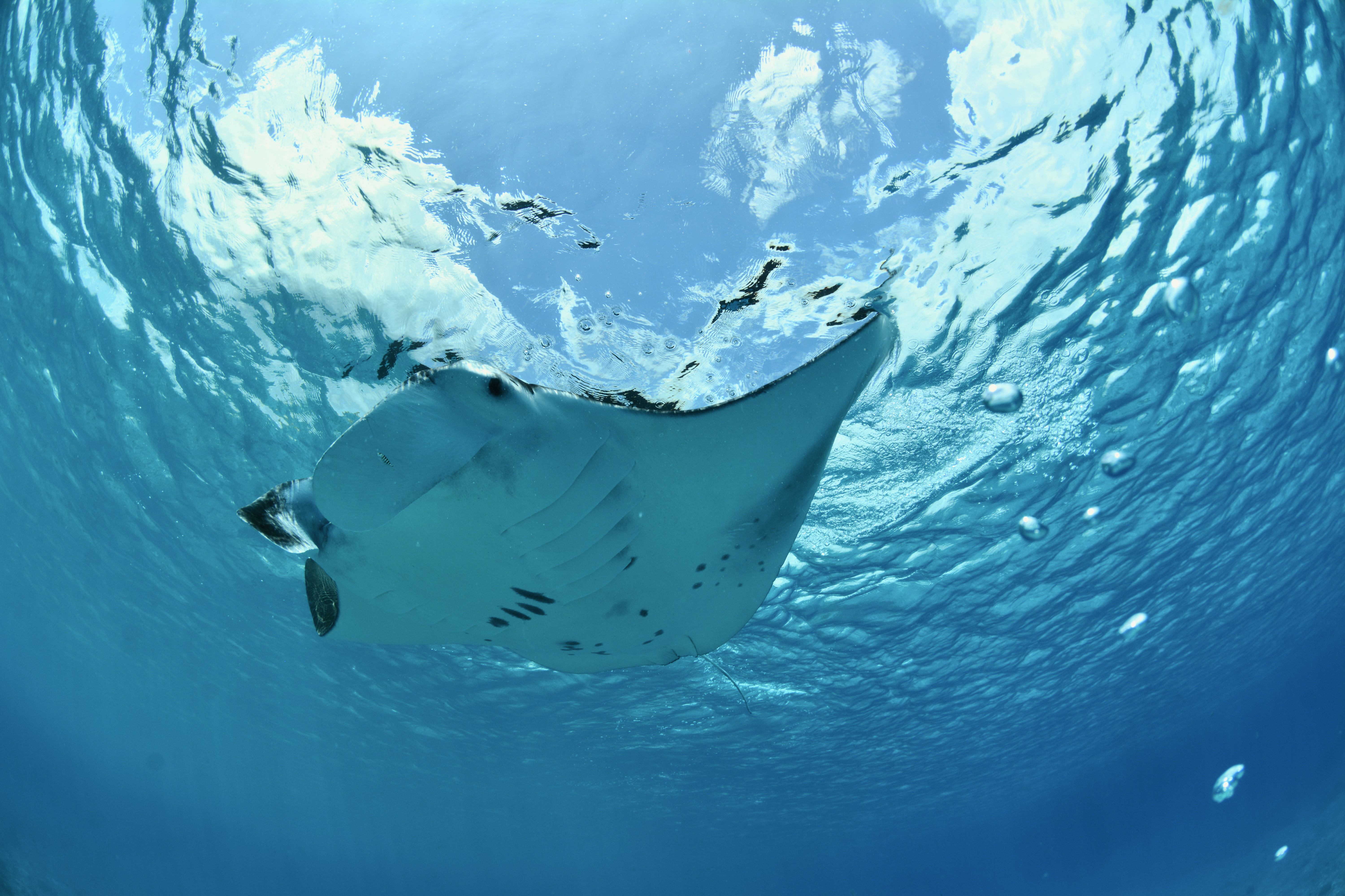 Une raie manta de récif dans l'eau au large de l'île d'Arros.