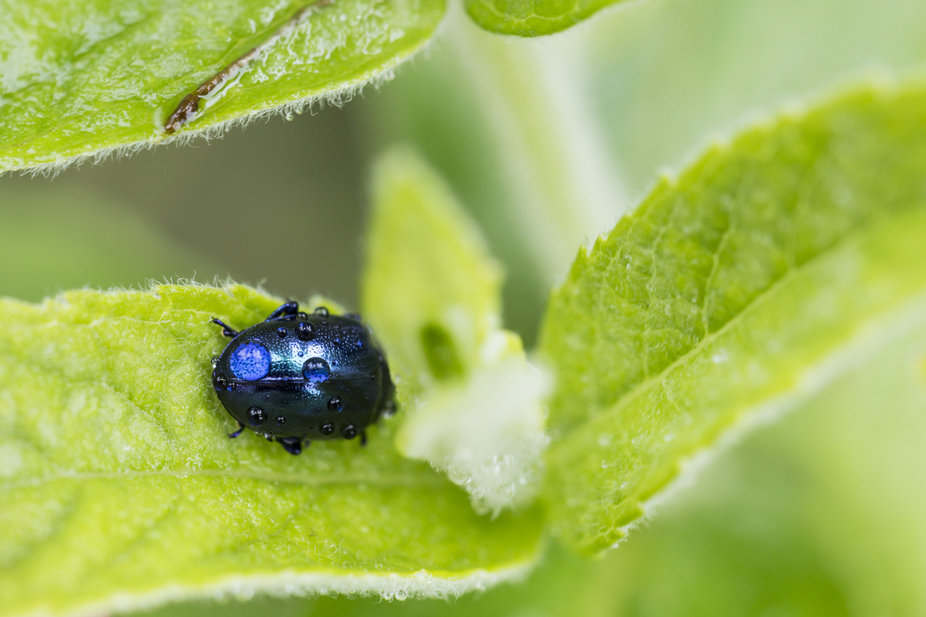 A longhorn beetle on a leaf in the primeval forest of Scatle near Brigels in the Canton of Grisons, Switzerland, pictured on August 16, 2014. The forest of Scatle is the smallest of three primeval forests in Switzerland and consists of up to 600 year old and 30 meters high spruce. It covers an area of approximately nine hectares and lies between 1500 and 2000 meters above sea level.