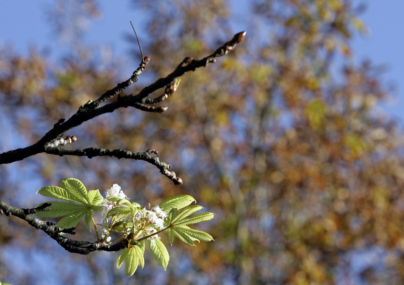 Fleur sur une branche de marronnier