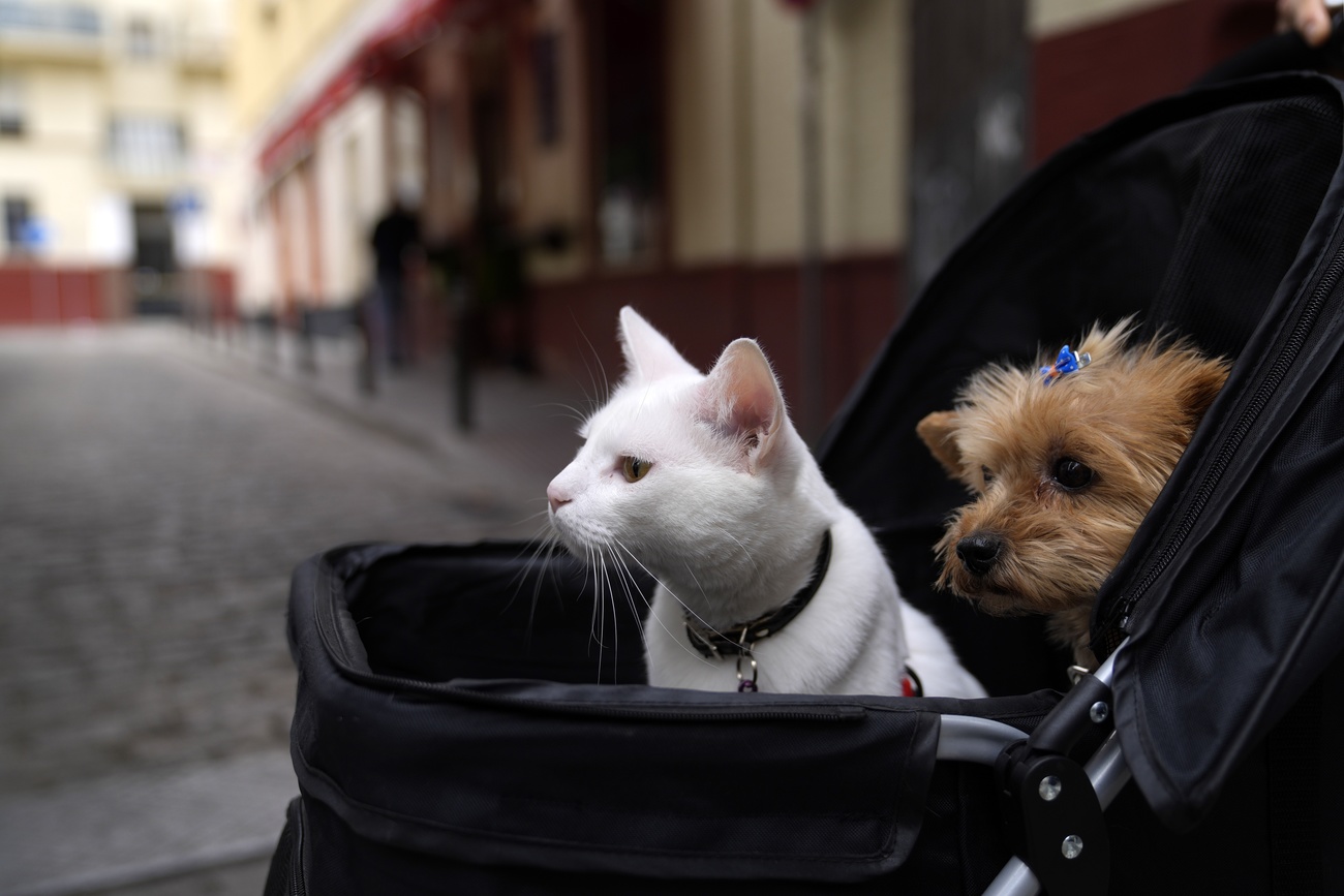 gatto e cane in un passeggino