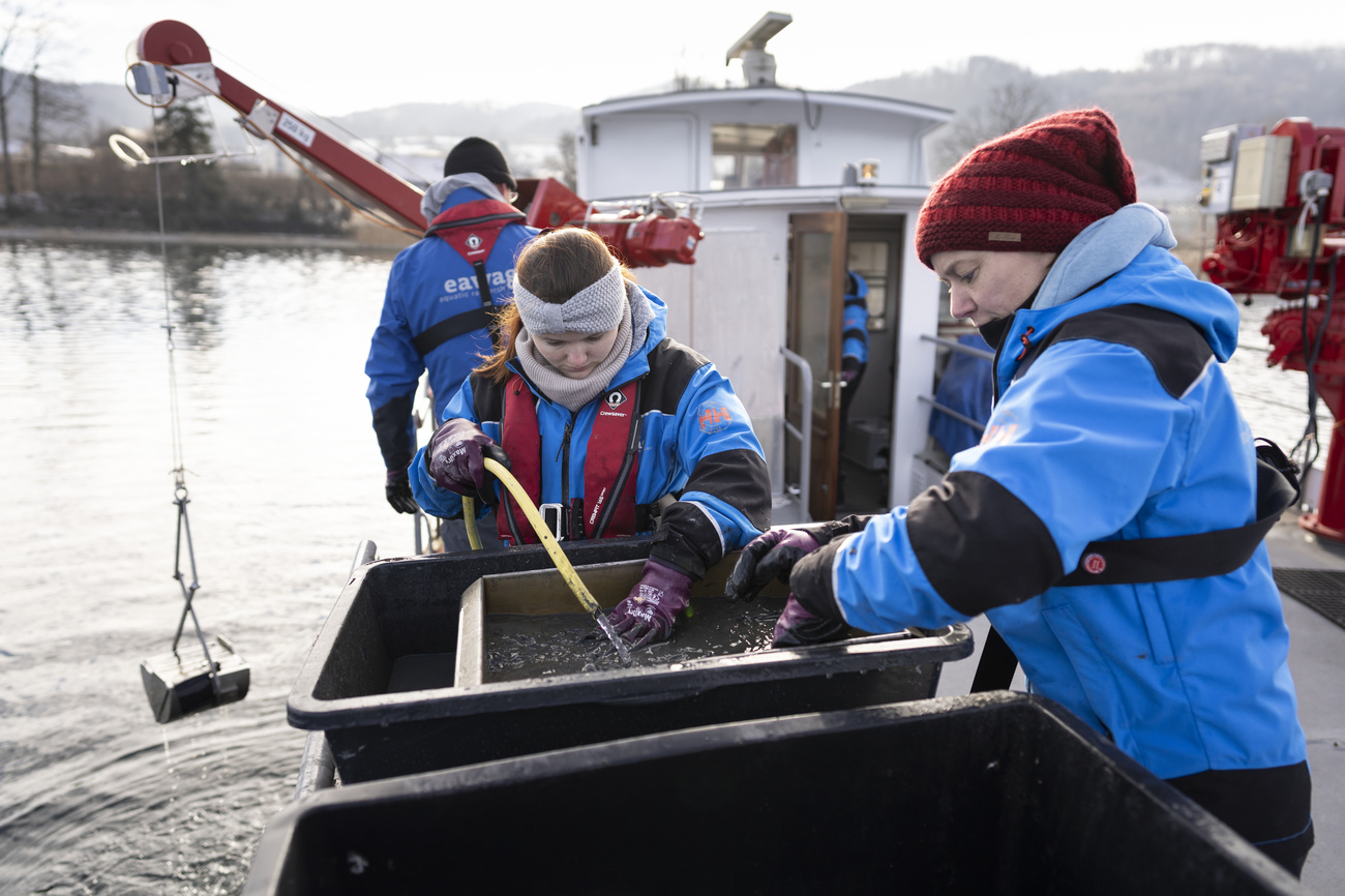 Researchers from Eawag and the University of Konstanz take sediment samples from Lake Constance to monitor the occurrence and reproduction of quagga mussels.