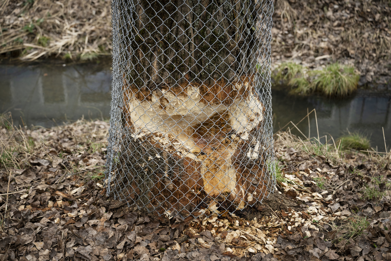 Times are hard for Switzerland's protected animals. After recent challenges to the wolf population, Switzerland’s beavers may also face increased risks. The Swiss federal government announced that from February 1, beavers can be culled if they cause excessive damage, provided all other preventive measures have failed.