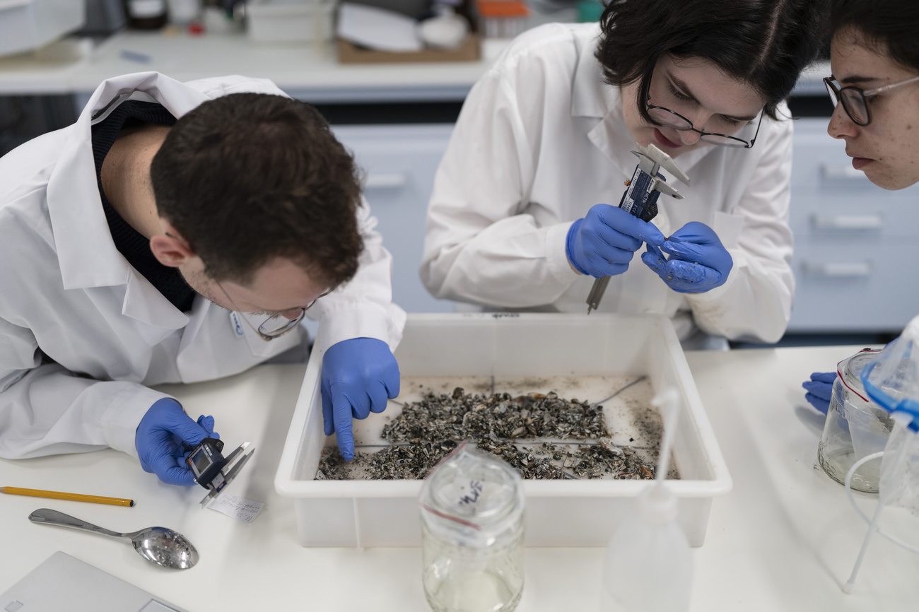 Staff at EAWAG measure the size of quagga mussels caught in Lake Constance.