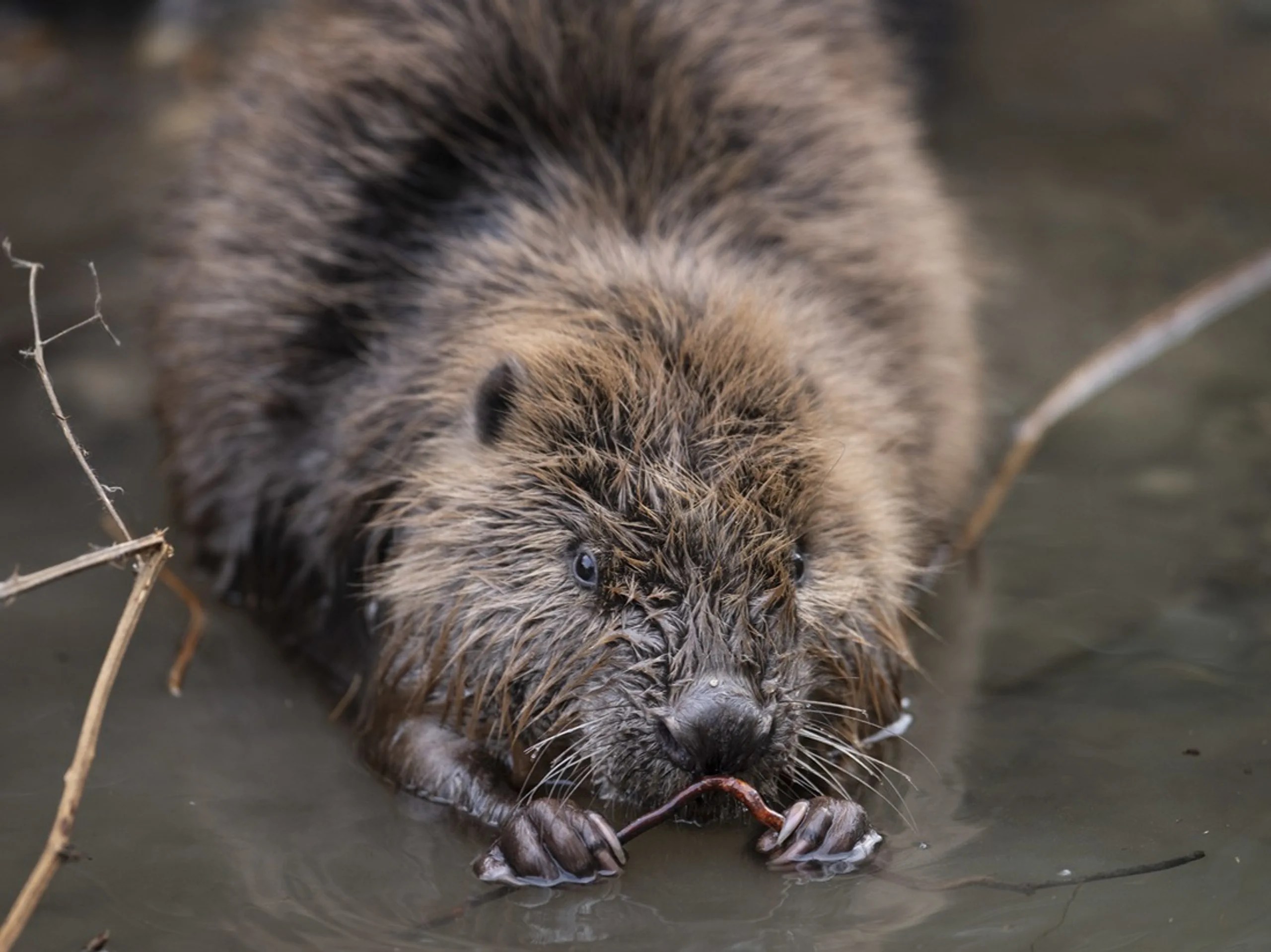 Many people enjoy the cute rodents, but land and forest owners less so. This is because beavers like to gnaw on trees and eat branches. They can also dam up streams and undermine flood defence dams until the water overflows and floods meadows or houses. But the beaver is also a very useful animal. According to a research project by the Federal Office for the Environment, it contributes greatly to biodiversity. As a tireless creator, it has created an ecosystem in Marthalen (ZH), for example, to which dragonflies, amphibians, fish and aquatic plants have returned. Beaver expert Christof Angst calls beavers "the best promoters of biodiversity". It is also the largest rodent in Europe, and a beaver can grow heavier than a deer. Beavers were once extinct in Switzerland, but were then successfully reintroduced. Today there are around 5000 beavers in Switzerland again.