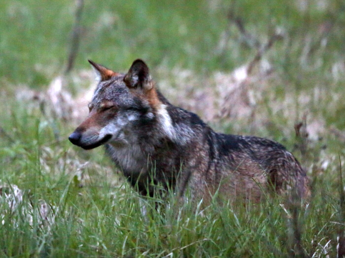 lupo in un prato