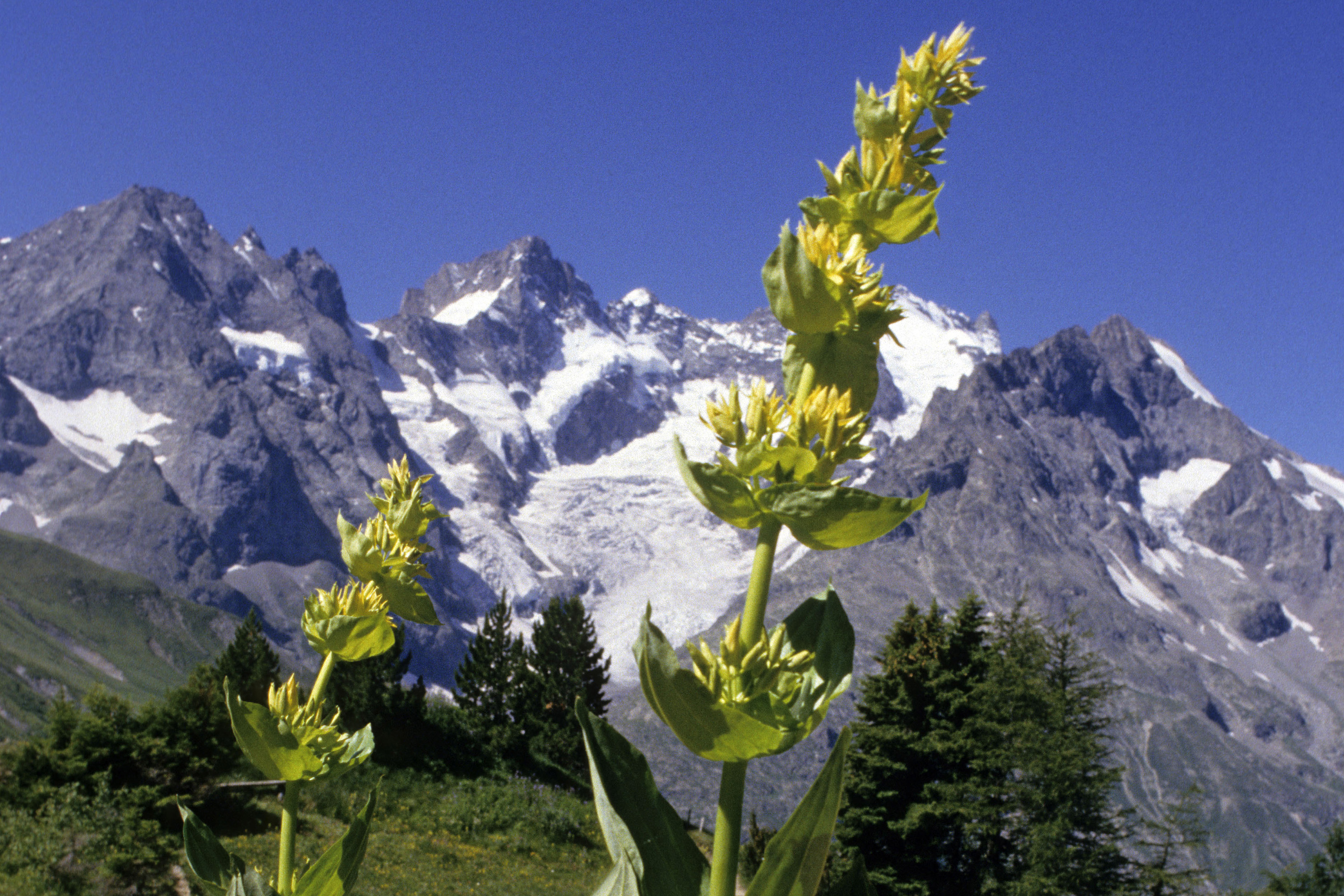 Der Gelbe Enzian ist eine recht häufige Pflanze in Berggebieten, sowohl in der Schweiz als auch in Frankreich.