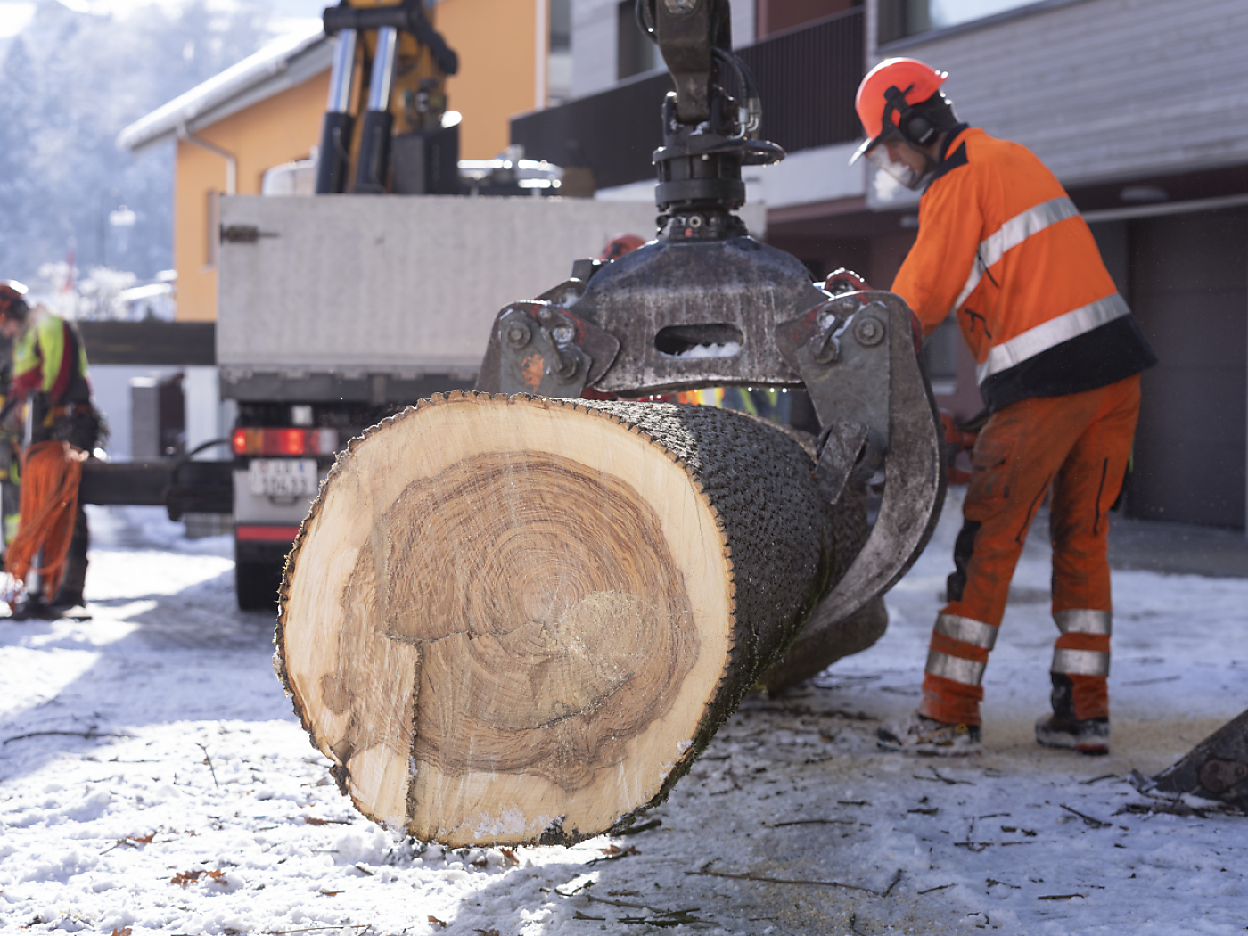 persona maneggia tronco di un albero