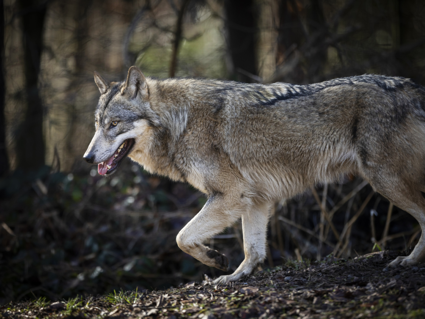 Hunters shot over 100 wolves last year