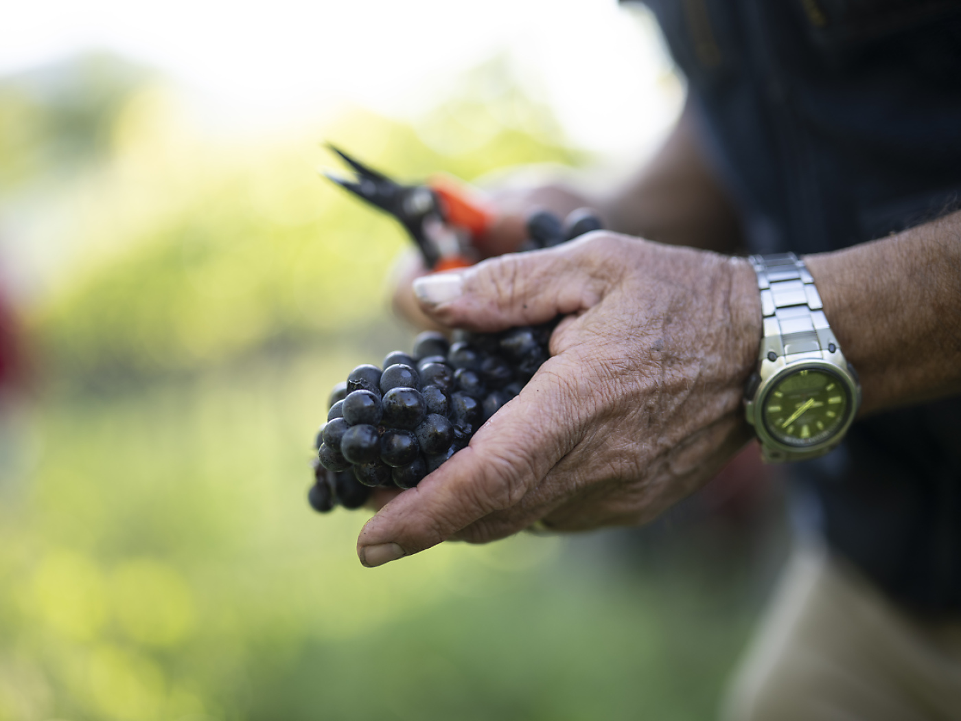 2024 wine harvest was poor due to weather conditions