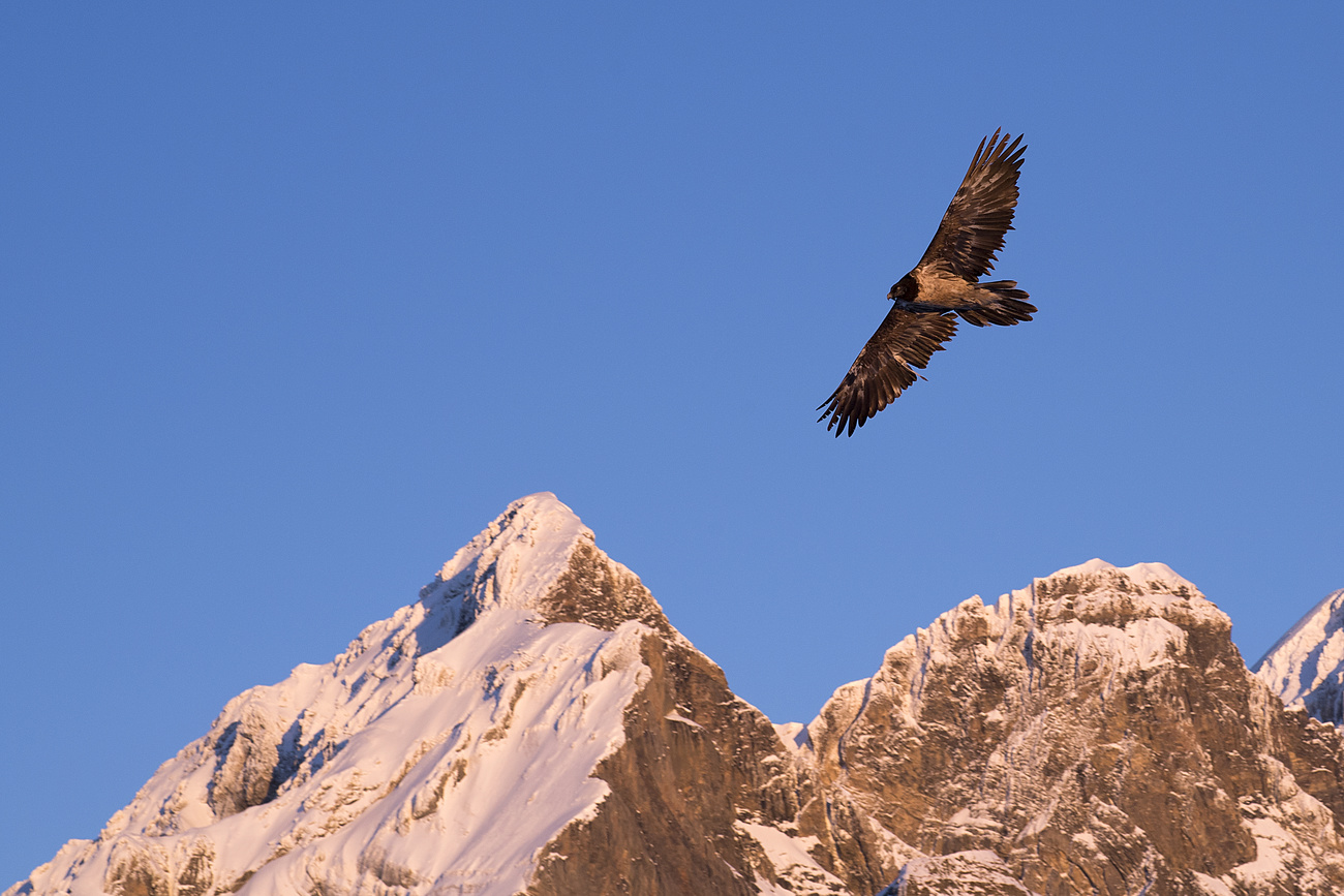 A Bearded vulture is flying over the mountains during the sunset, on the summit of the Croix des Chaux/Chaux Ronde