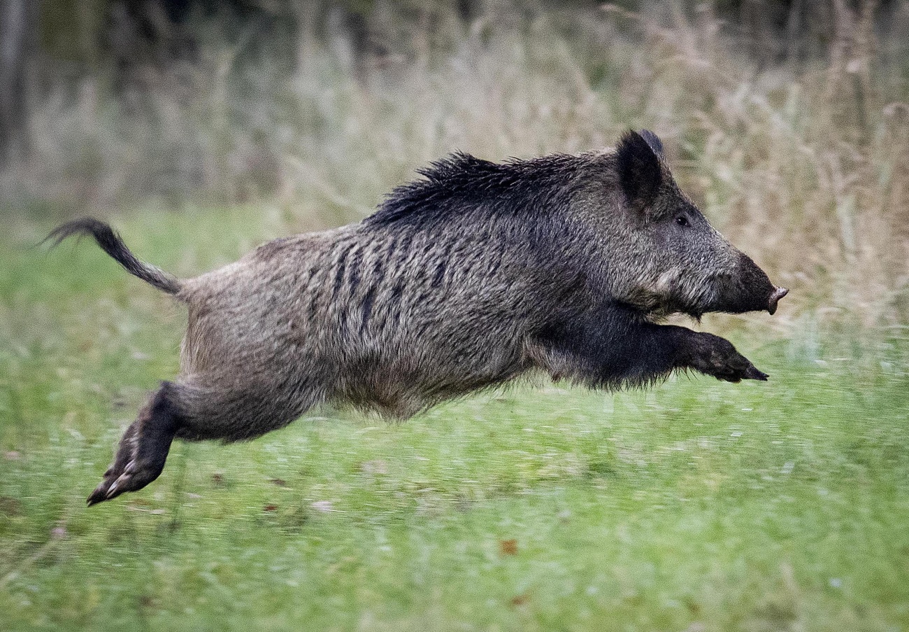 cinghiale salta