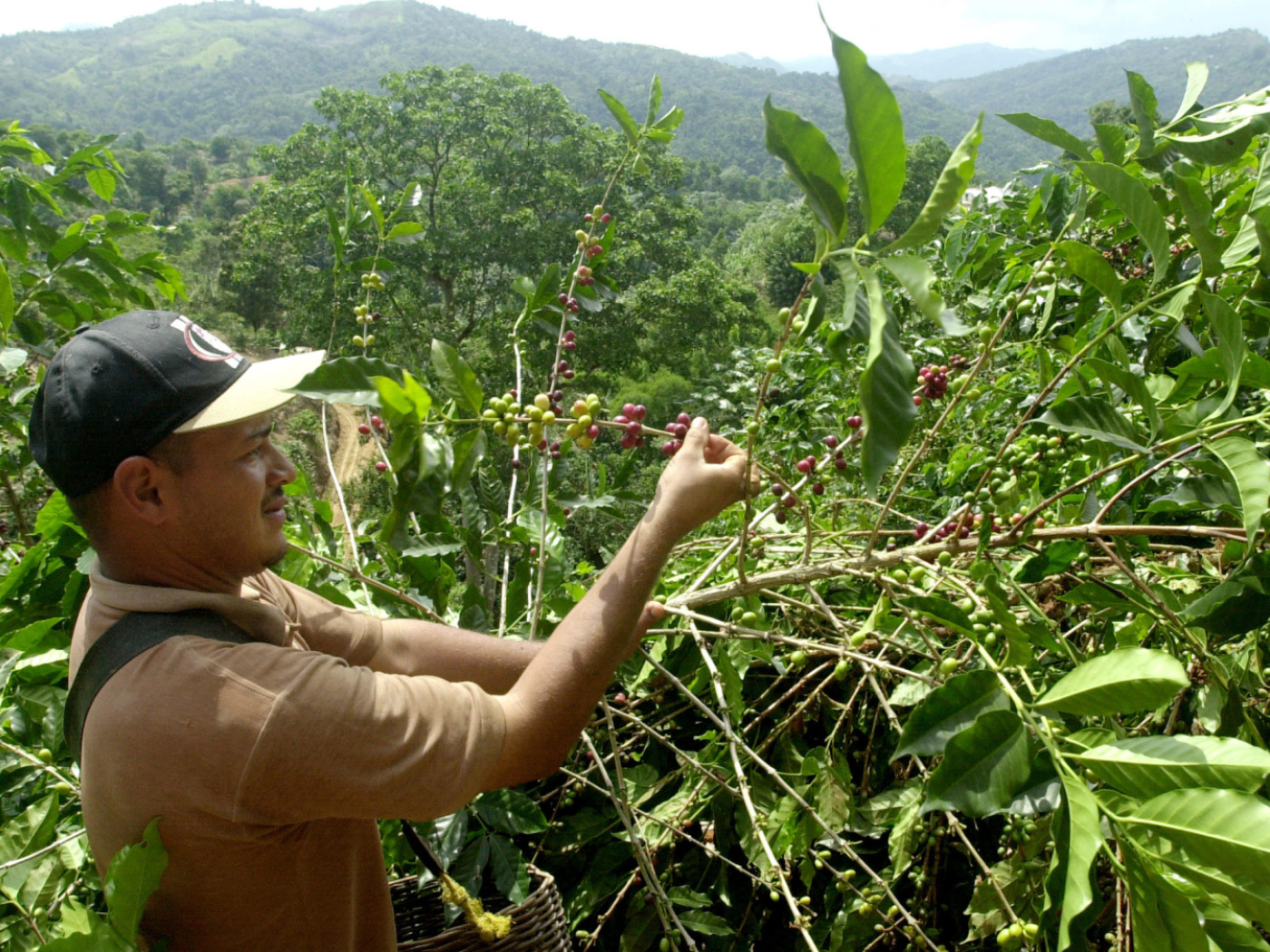 54 percent less coffee cultivation area by 2050