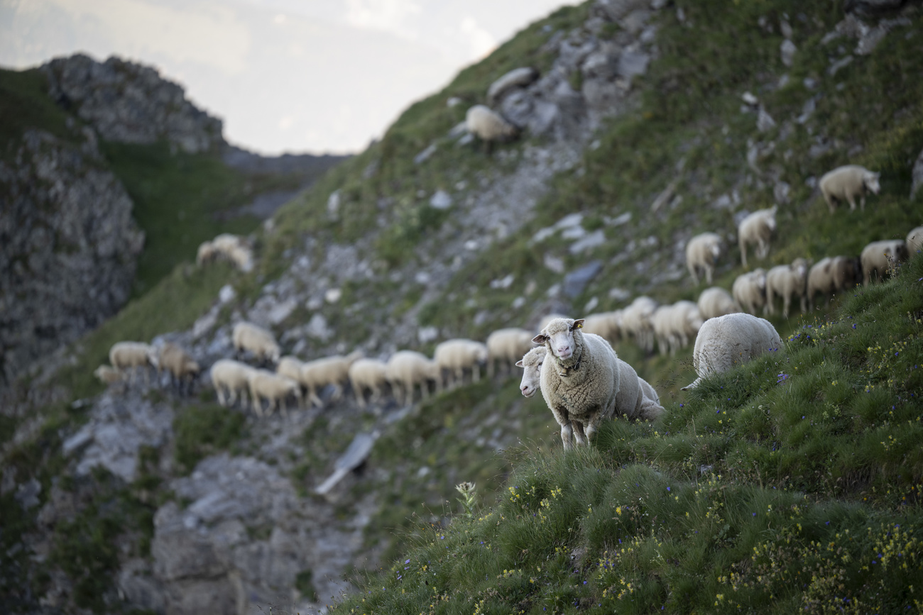 pecore al pascolo