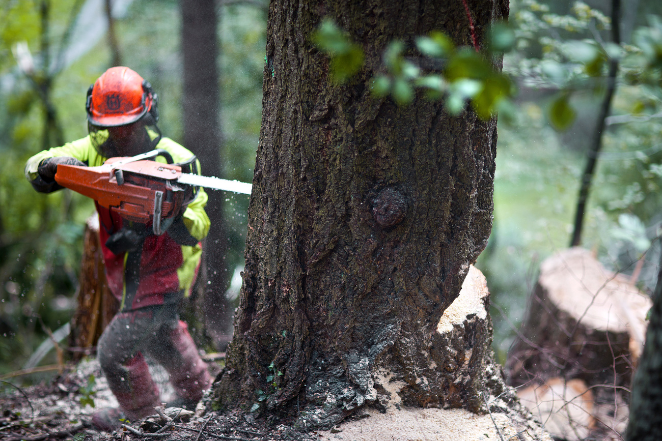 Hostility against Swiss foresters on the rise