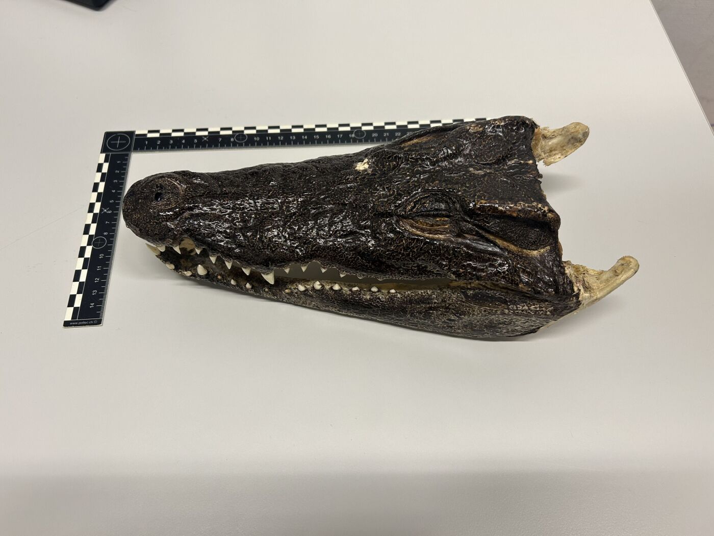 Head of endangered crocodile seized at Zurich Airport