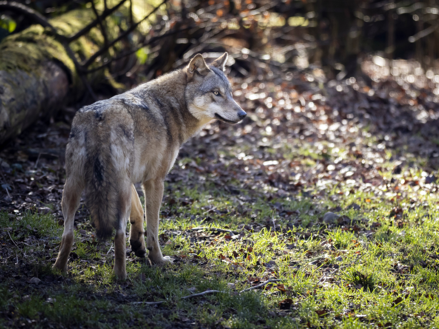 Researchers monitor animal populations with a new AI microphone